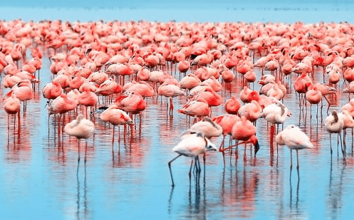 Kenya Birding Tours - Flamingos In Kenya - Birding Safaris In Kenya - https://terrain-safaris.com