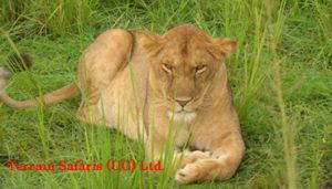 We offer Uganda safari packages that includes; Gorilla trekking, Birding tours, Wildlife safaris, Cultural safaris, Nature walks, White water rafting, High bunjee jumping and beach vacations in Uganda.