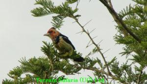 We go for birding/game drive in Lake Mburo national park, one of the smallest national parks in Uganda and protects about 330 bird species and a variety of mammal species.
