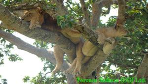 Excitement awaits you as you transfer to the Ishasha sector of Queen Elizabeth national park, famous tree-climbing lions.