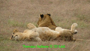 8 Days Best of Tanzania Wildlife Safari, Tanzania National Parks, Tarangire, Ngorongoro, Serengeti & L. Manyara National Park.