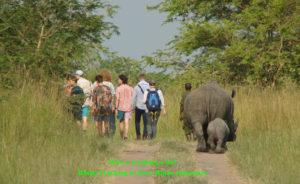 Ziwa Rhino sanctuary is about 180kilometers north of Kampala, on your way to Murchison Falls national park.