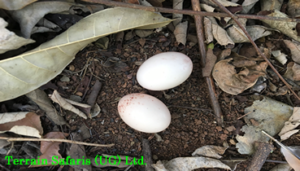 The Royal Mile is found in the 793 km2 Budongo Forest Reserve that lies at the edge of the Albertine Rift and is attached to Murchison Falls National Park in the south. The Royal Mile is an excellent birding spot with many west and central African species, as well as a variety of sought-after key species.