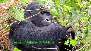 Bwindi Gorilla Trekking Tours - Uganda Gorilla Trekking Safaris - Trekking Gorillas in Rwanda's Volcanoes national park - www.terrain-safaris.com