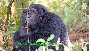 Mountain Gorilla trekking Safaris in Uganda & Rwanda - www.terrain-safaris.com