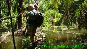 Bird watching; The park is endowed with a variety of different bird species this is because the park has more than 400 bird species like the Iyre-tailed honeyguide.