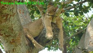 The present day Queen Elizabeth national park was first protected in the 1920s as Lake George, Lake Edward and Kigezi game reserves.