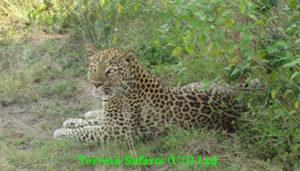 At the lodge you will leave with your parked lunch for a whole day wildlife exploration in Masai Mara national park.