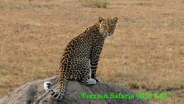 Kenya Birding & Big Game Wildlife Safari | Terrain Safaris