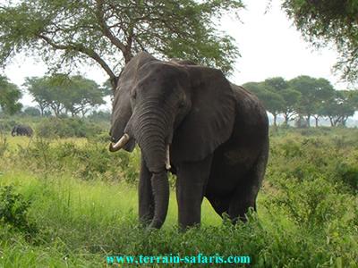 Kenya wildlife & Birding Safari to Lake Nakuru & Masai Mara NP. - www.terrain-safaris.com