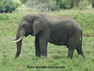 Uganda safaris are characterized by such eye-catching wildlife - www.terrain-safaris.com