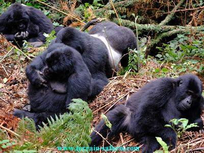 Uganda Gorilla trekking Tours - Rwanda Gorilla Trekking Trips - www.terrain-safaris.com