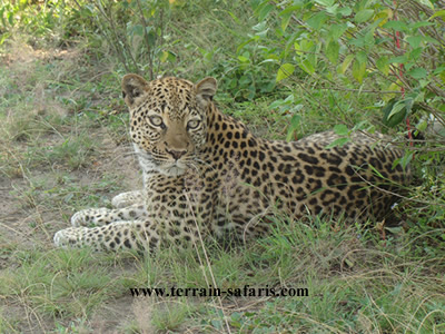 Wildlife and birding safaris at Queen Elizabeth national park - www.terrain-safaris.com