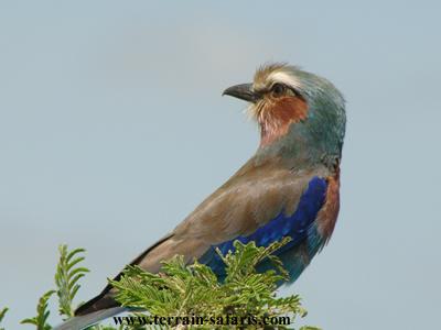 Lilac-breasted Roller, Kenya Birding Safaris - Terrain Safaris