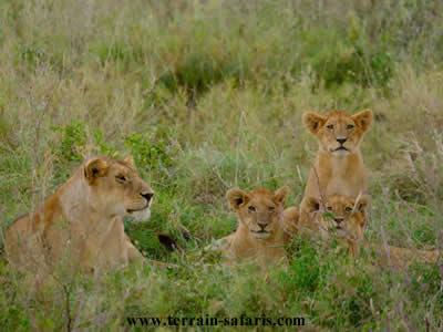 Serengeti Wildebeest migration safari - www.terrain-safaris.com