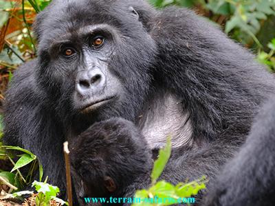Explore Uganda on this wildlife photography safari - www.terrain-safaris.com