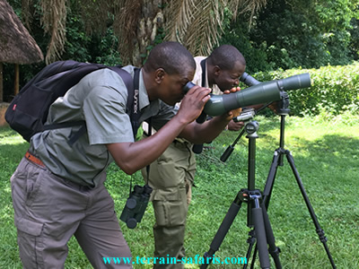 Uganda Birding Tours - Rwanda Birding Tours - Kenya Birding Tours - Tanzania Birding Tours - www.terrain-safaris.com