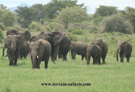 Tanzania wildlife safaris and Wildebeest migration tours - www.terrain-safaris.com