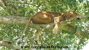 Uganda Wildlife Safaris - Ishasha Tree-Climbing Lions - Queen Elizabeth National Park - www.terrain-safaris.com