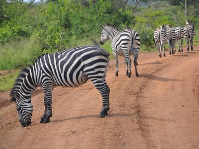 Lake Mburo Birding Safaris - Lake Mburo Wildlife Tours - Lake Mburo Nature Walks - https://terrain-safaris.com