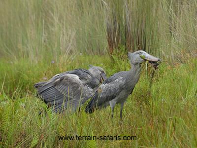 Mabamba Shoebill Excursions - Uganda Birding Tours - Mabamba Wetland Sanctuary - www.terrain-safaris.com