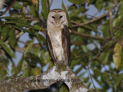 Uganda Birding Tours - Kibale Birding Tours - Bigodi Wetland Sanctuary - Kibale Chimpanzee Trekking - www.terrain-safaris.com