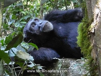 Kibale Chimpanzee Trekking Tours - Kibale National Park - Uganda Safaris - www.terrain-safaris.com