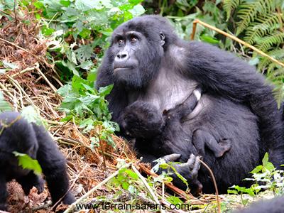 Rwanda Gorilla Trekking Tour - Volcanoes Gorilla Trekking Tour - Gorilla Excursions - www.terrain-safaris.com