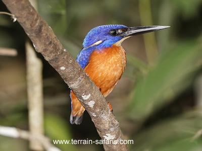 Uganda Birding Tours - Kibale Birding Tours - Birding Safaris Uganda - Kibale National Park - www.terrain-safaris.com